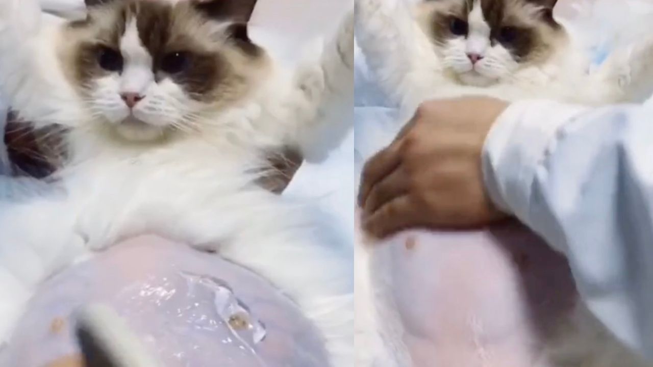Veterinario esegue ecografia a mamma gatta