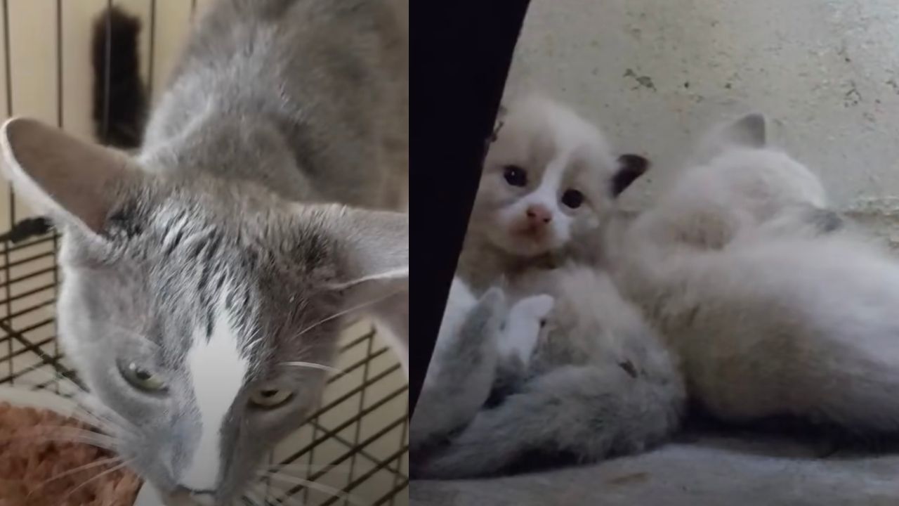 Mamma gatta e i suoi cuccioli