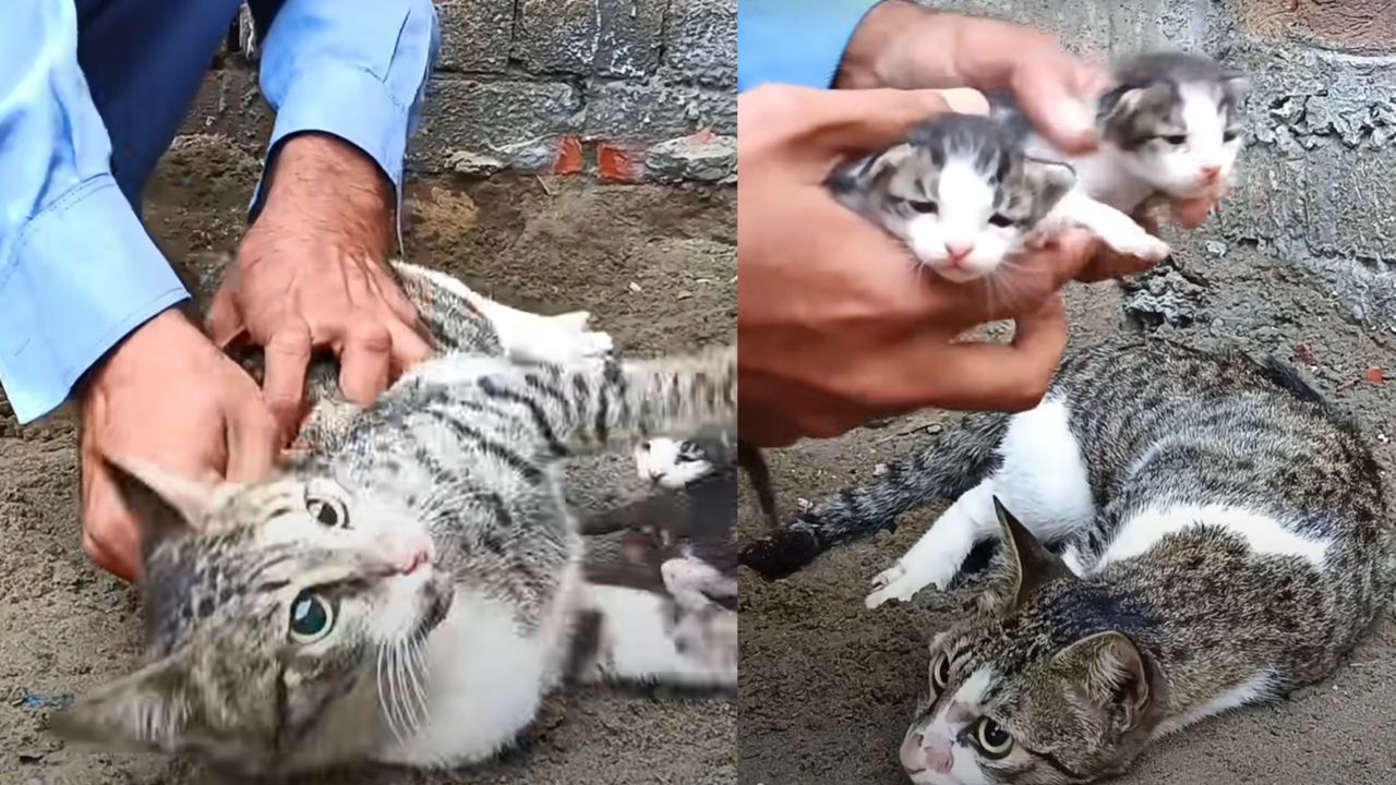 Gattini circondano mamma gatta