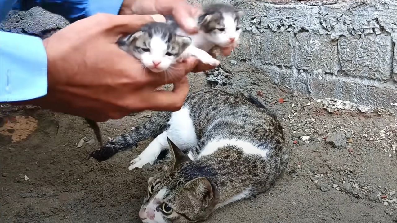 Famiglia di gatti