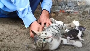 Mamma gatta ha fatto di tutto per sopravvivere e i suoi gattini chiedevano aiuto: trovarli vivi e insieme è stata una fortuna – Video