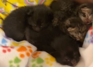 Mamma gatta non lascia i micini in difficoltà: oltre alla sua cucciolata decide di accettare due gattini orfani