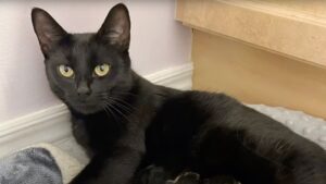 Mamma gatta sorprende tutti: prima ha un gattino, ma dopo un giorno ne arriva un altro assolutamente inaspettato – Video