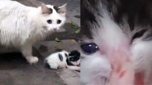 Mamma gatto che aveva ceduto il suo gattino si riunisce a lui: ma riuscirà ancora a riconoscerlo?