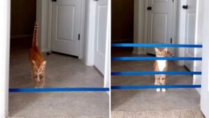 Missione impossibile: fino a che livello di difficoltà questo gatto riuscirà a saltare gli ostacoli?