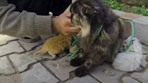 Non credevano ai loro occhi: così i soccorritori hanno salvato la mamma gatta legata per le zampe e lasciata per strada con i suoi gattini – Video