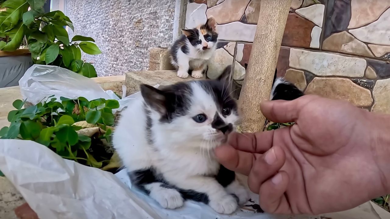 Gattino fa amicizia