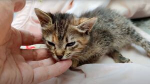 Non hanno avuto pietà: qualcuno ha abbandonato la gattina con la colonna vertebrale rotta