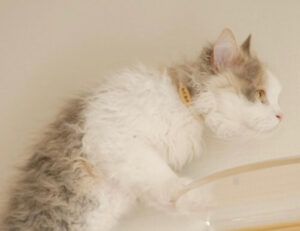 Particolari, vivaci, ondulati: queste foto di gatti LaPerm vi farà scoprire il loro pelo meravigliosamente riccio