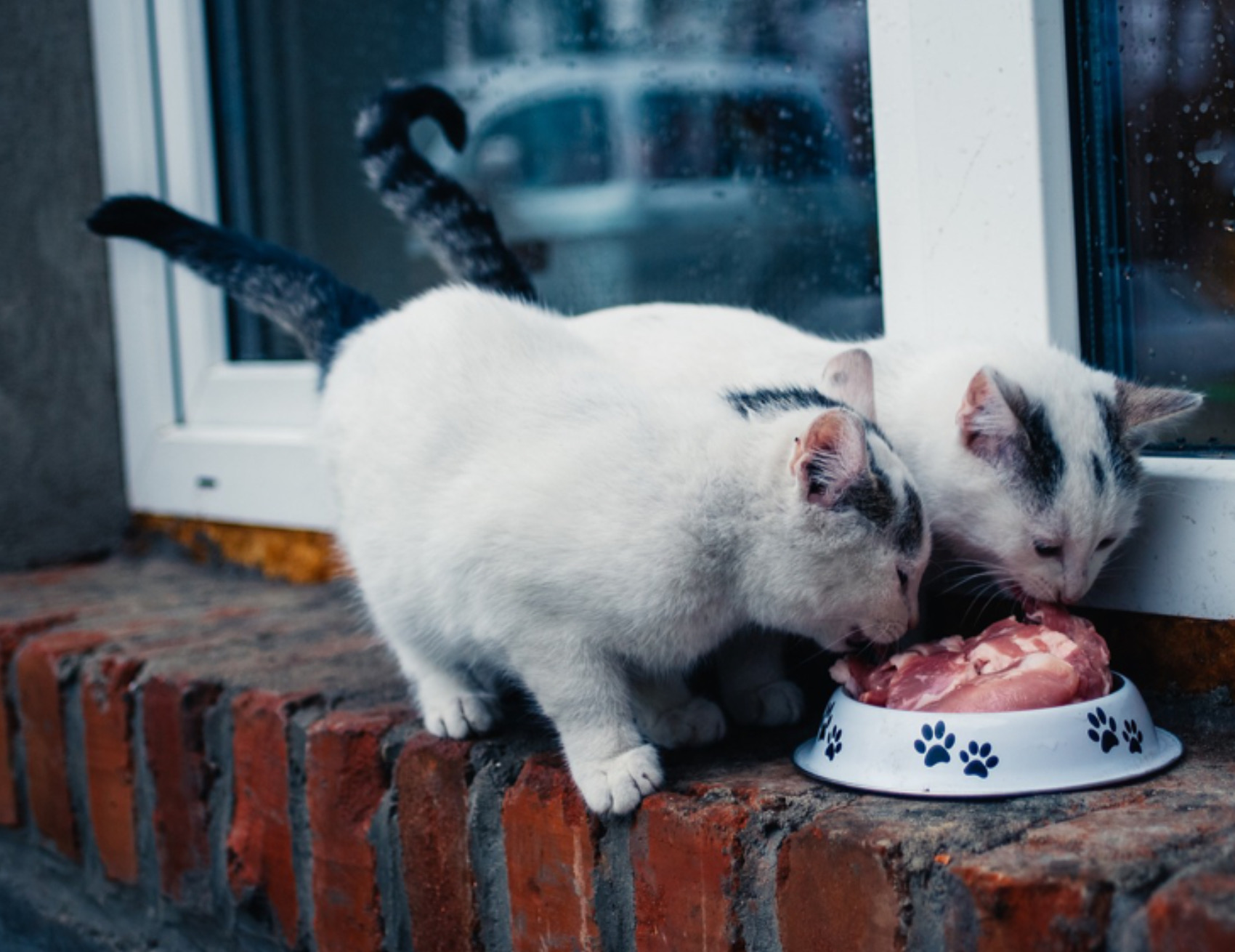 Due gatti mangiano