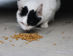 Per colpa di quanto diamo da mangiare ai gatti in loro è cambiato qualcosa