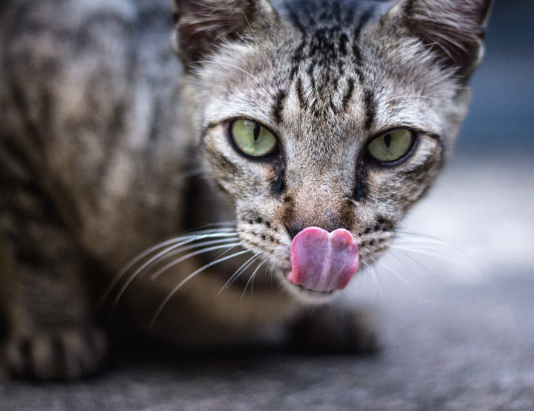 Gatto lecca il muso