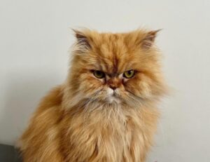 Possono essere davvero spaventosi: 5 foto di gatti arrabbiati che vi faranno avere veramente paura