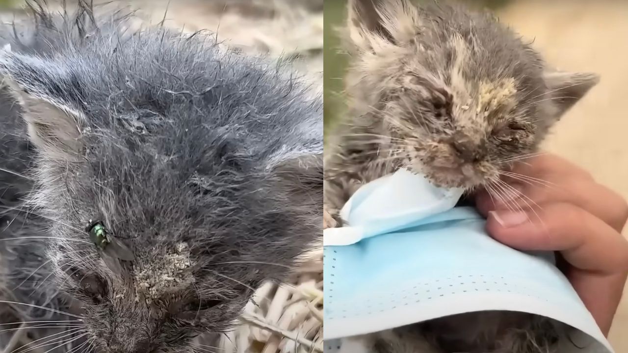 Gattino di pochi giorni