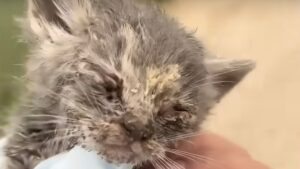 Quando lo hanno visto sono rimasti di stucco: il gattino era ricoperto di vermi e non capivano come fosse sopravvissuto – Video