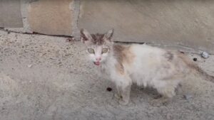 Questa gatta sta facendo sognare chi la guarda per via delle fusa: sono probabilmente le più tenere mai sentite – Video