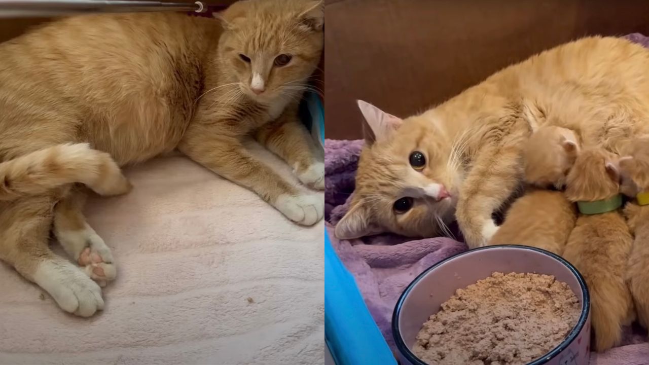 Trasformazione mamma gatta