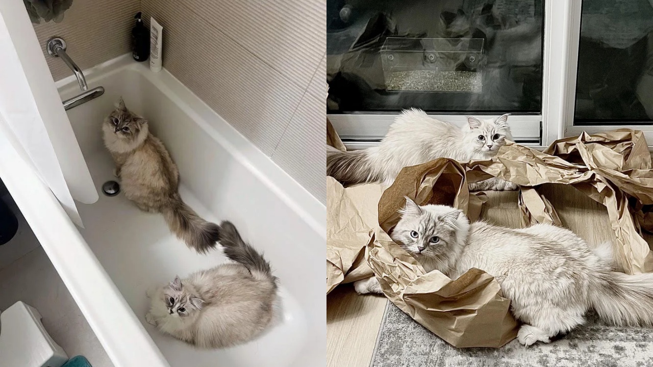 gatti padroni della doccia