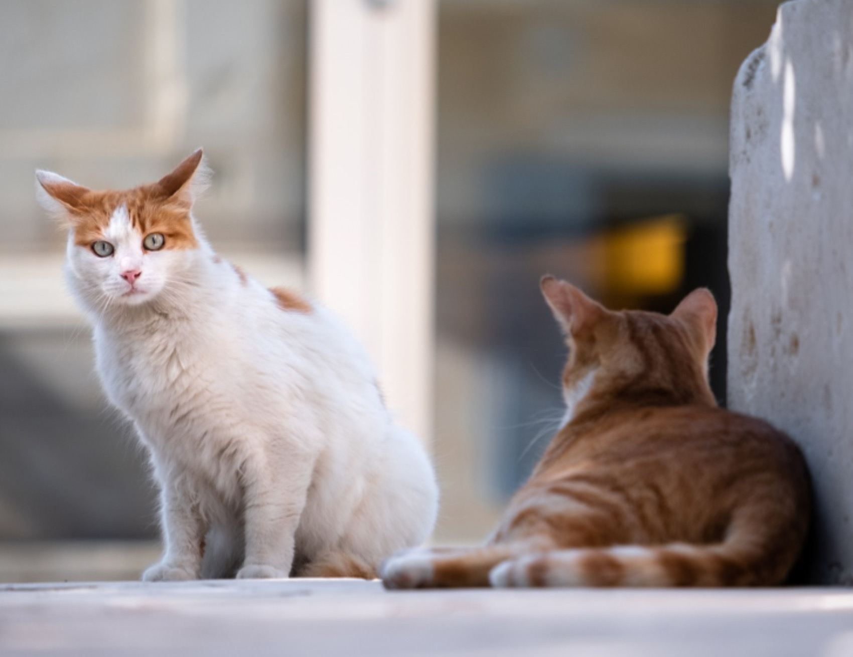 Due gatti si guardano