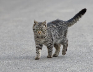 Questi sono i modi in cui puoi aiutare il gatti randagi che vivono al freddo durante l’inverno