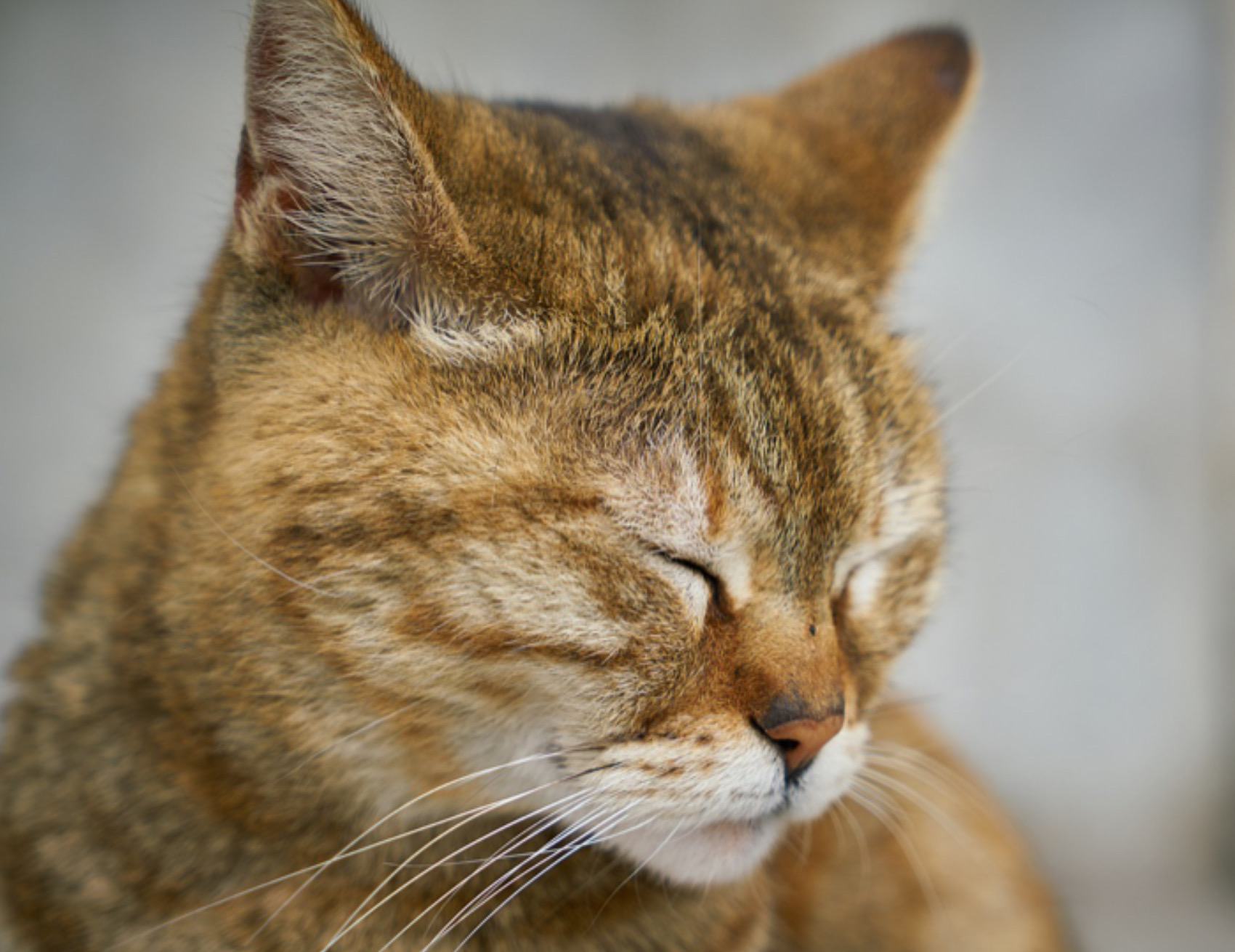 Gatto ha gli occhi chiusi