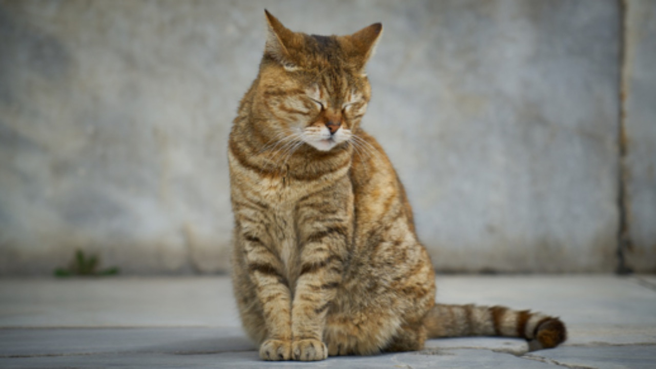 Gatto guarda in basso