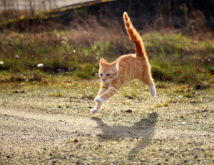 Se stai cercando degli esercizi da far fare al tuo gatto, eccoli: questi sono i migliori per lui