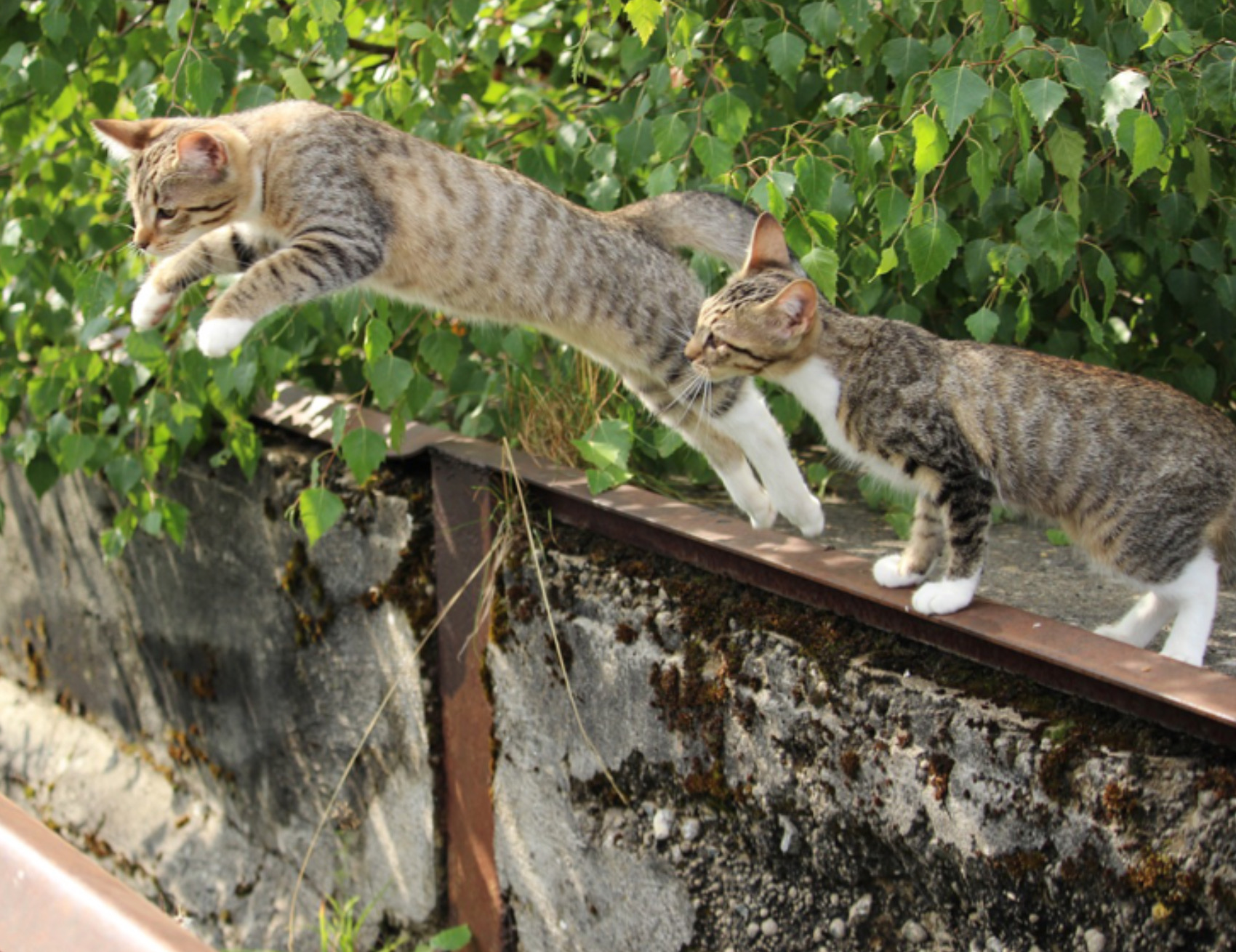 Due gatti saltano