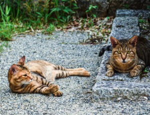 Se ti sei mai chiesto a chi appartengono davvero i gatti randagi, eccoci: la risposta è questa qui