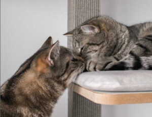 Se volete davvero prepararvi a San Valentino, guardate queste 5 foto di gatti che si baciano e si dimostrano affetto