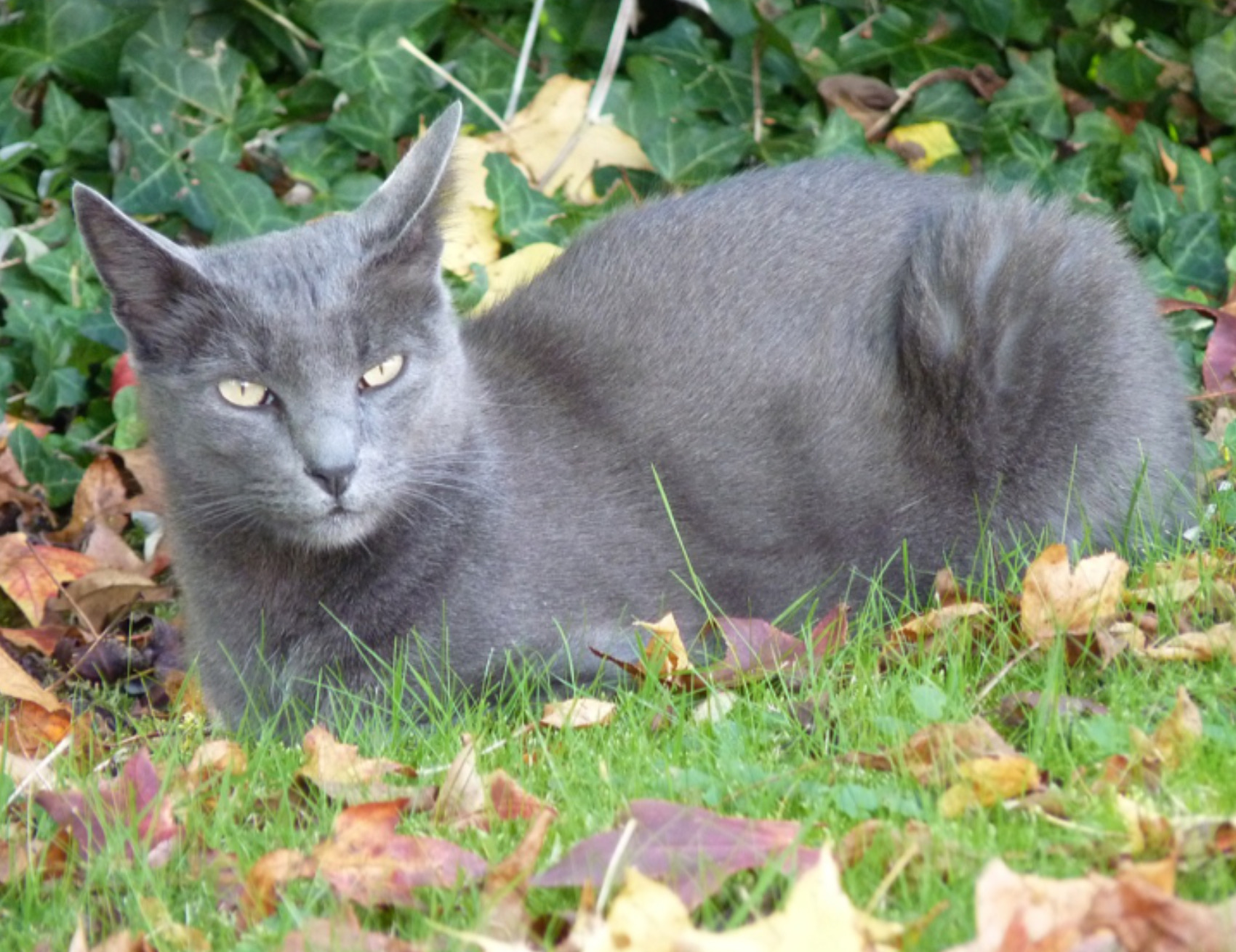 Gatto a terra