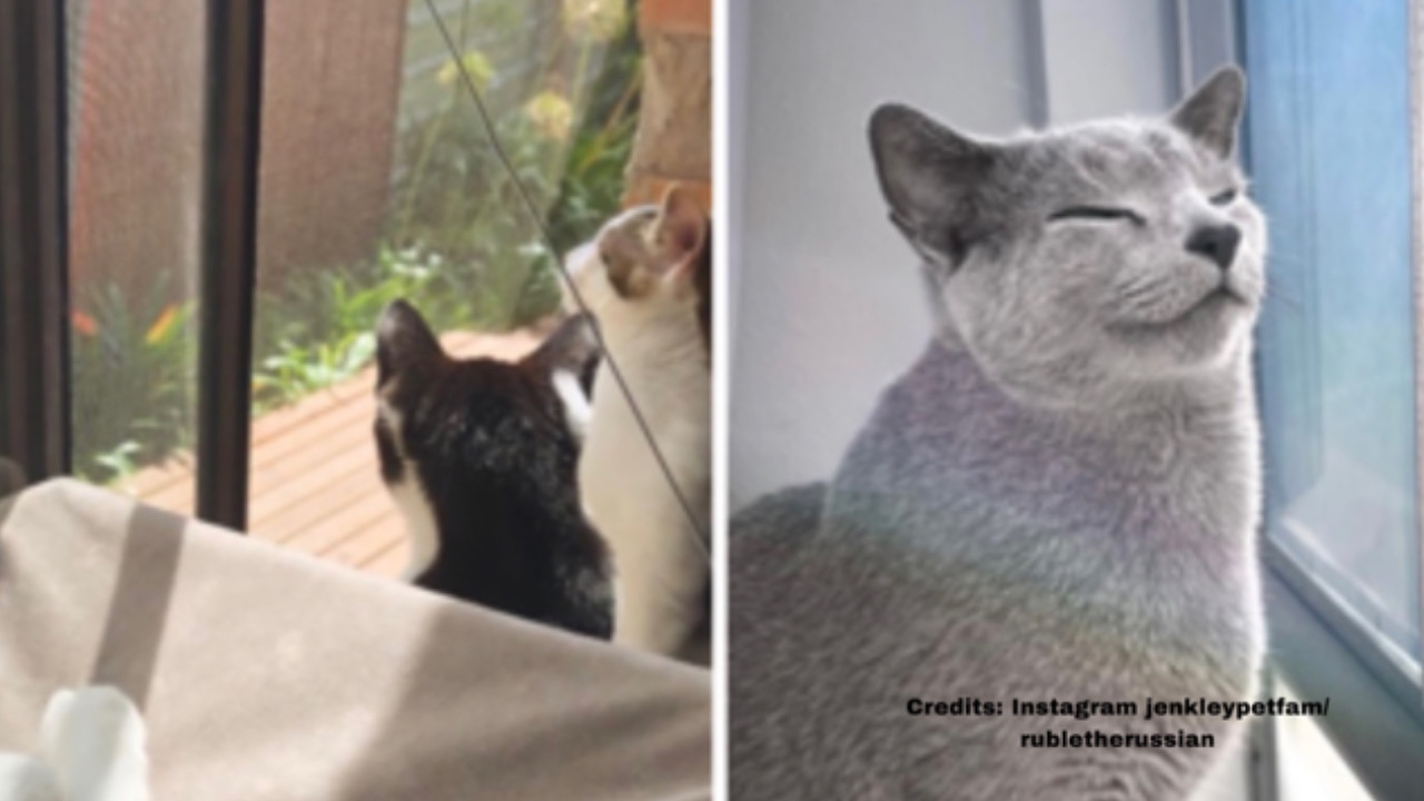 Splendide vedette: 5 foto di gatti alla finestra, che hanno trovato il loro perfetto punto d
