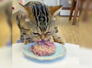 Sta diventando una leggenda per il suo grande appetito: questo gatto non rifiuta (quasi) nessun cibo