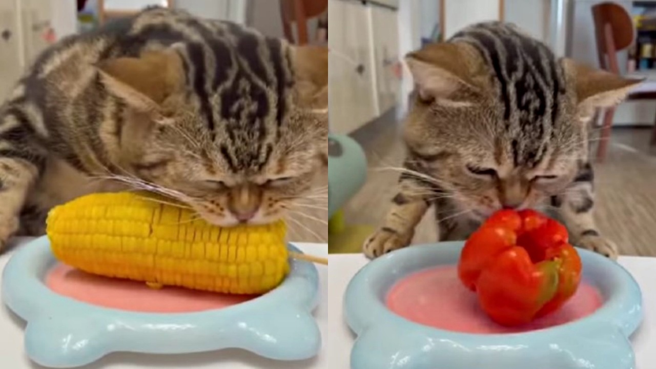 gatto mangia tutto con appetito