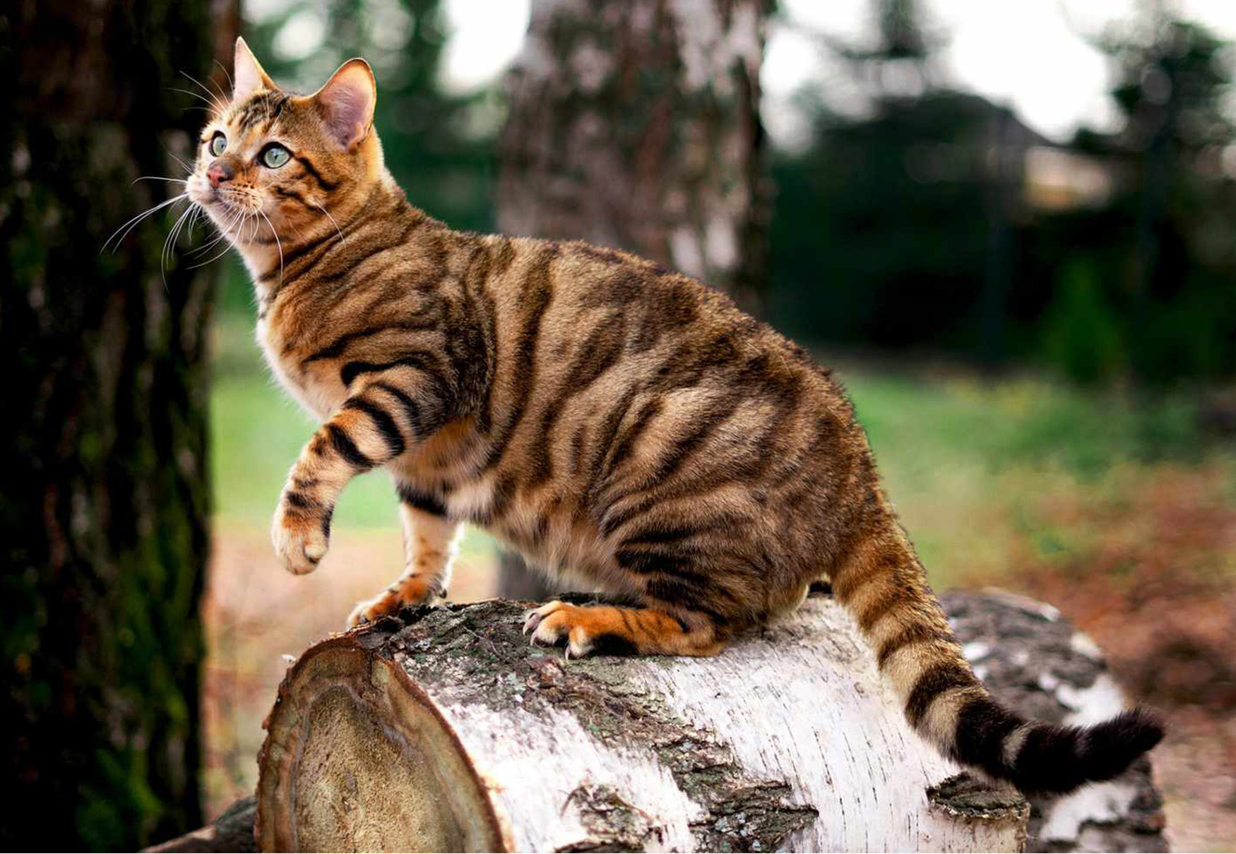 gatto nel bosco