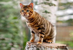 Toyger, alimentazione: cosa dargli e cosa evitare, la dieta ideale