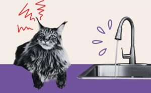 La donna sente scorrere l’acqua del rubinetto a tarda notte, ma non immaginava come avrebbe trovato il suo gatto (VIDEO)