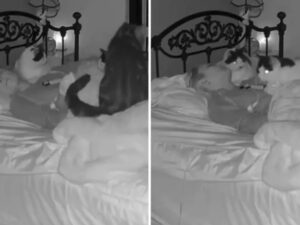 La proprietaria cade in sonno profondo e i gatti decidono di analizzarla per capire cosa le sta succedendo