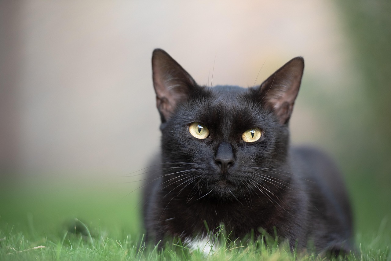 Gatto nero sull'erba
