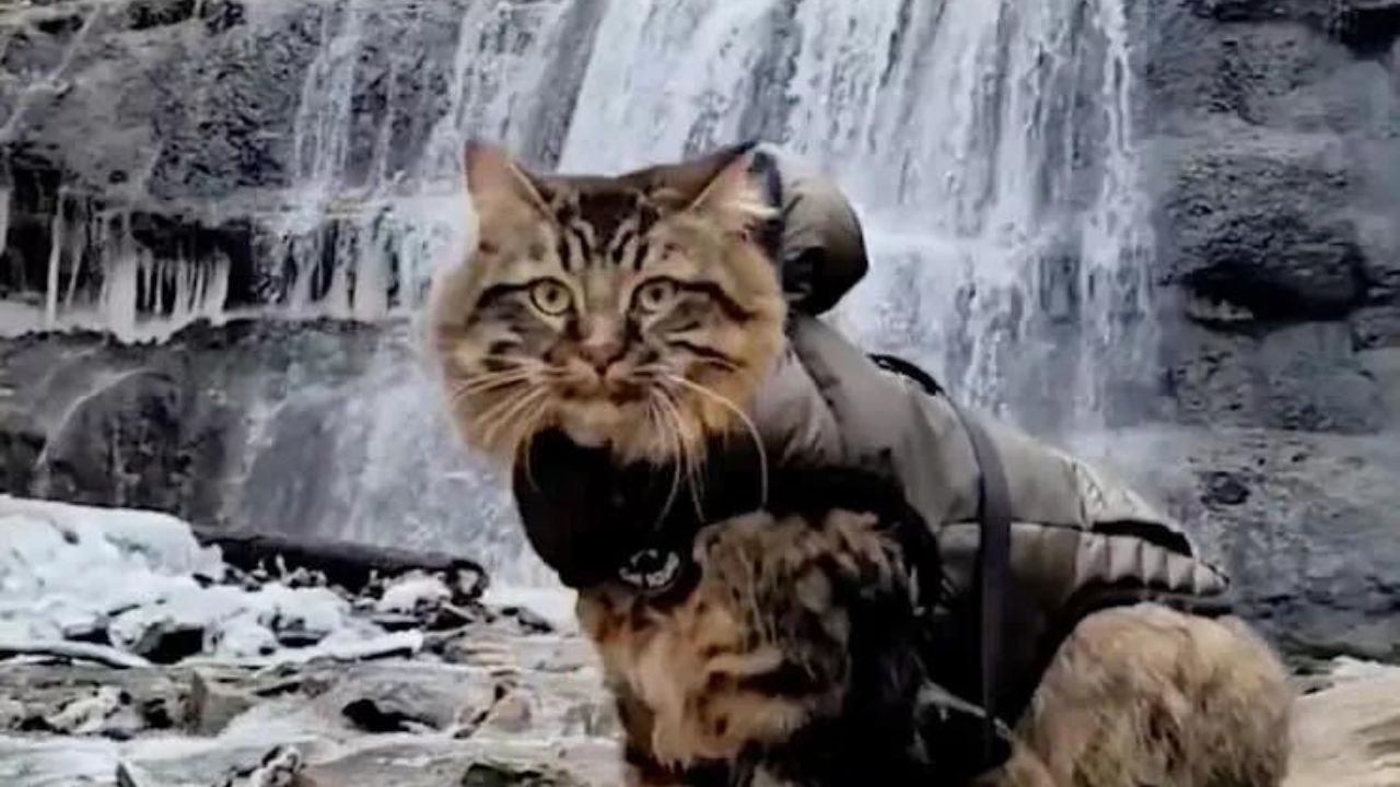 gatto esploratore