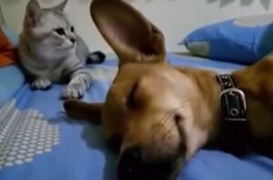 Il gatto vede (e sente) il cane che si lascia andare nel sonno, quello che succede a seguire è memorabile