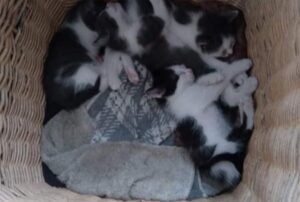 Mamma gatta e i suoi micini sono stati trovati appena in tempo: chi li ha lasciati non voleva che sopravvivessero