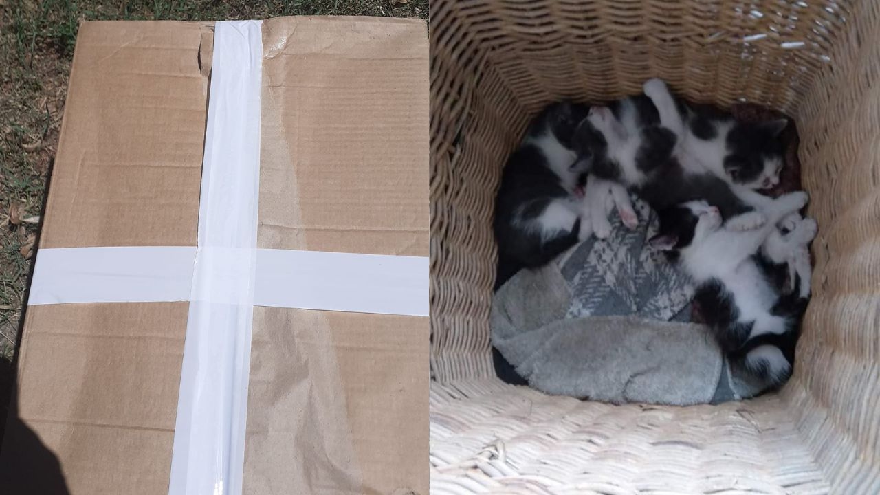 cuccioli abbandonati in una scatola