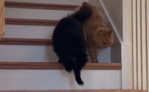 Ha adottato due gatti speciali con disabilità e la sua vita ora è piena d’amore: questa è la loro routine del mattino (VIDEO)
