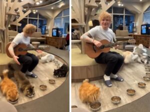 Il cantante Ed Sheeran prova a fare una serenata ai gatti, ma la scena non va come ve la immaginate