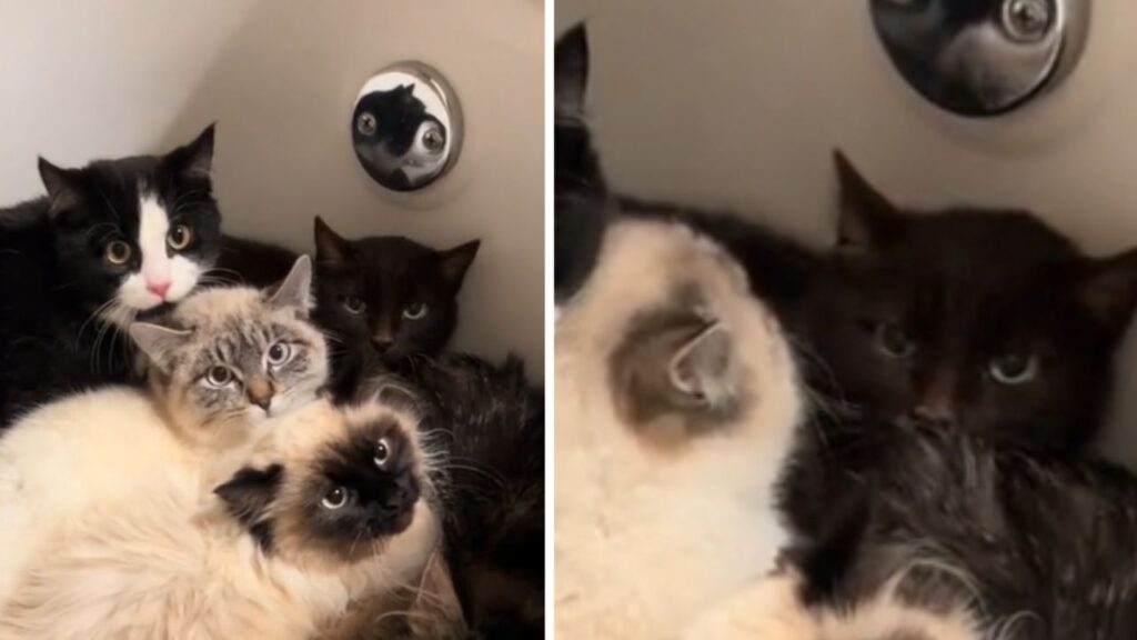gattini nella vasca da bagno