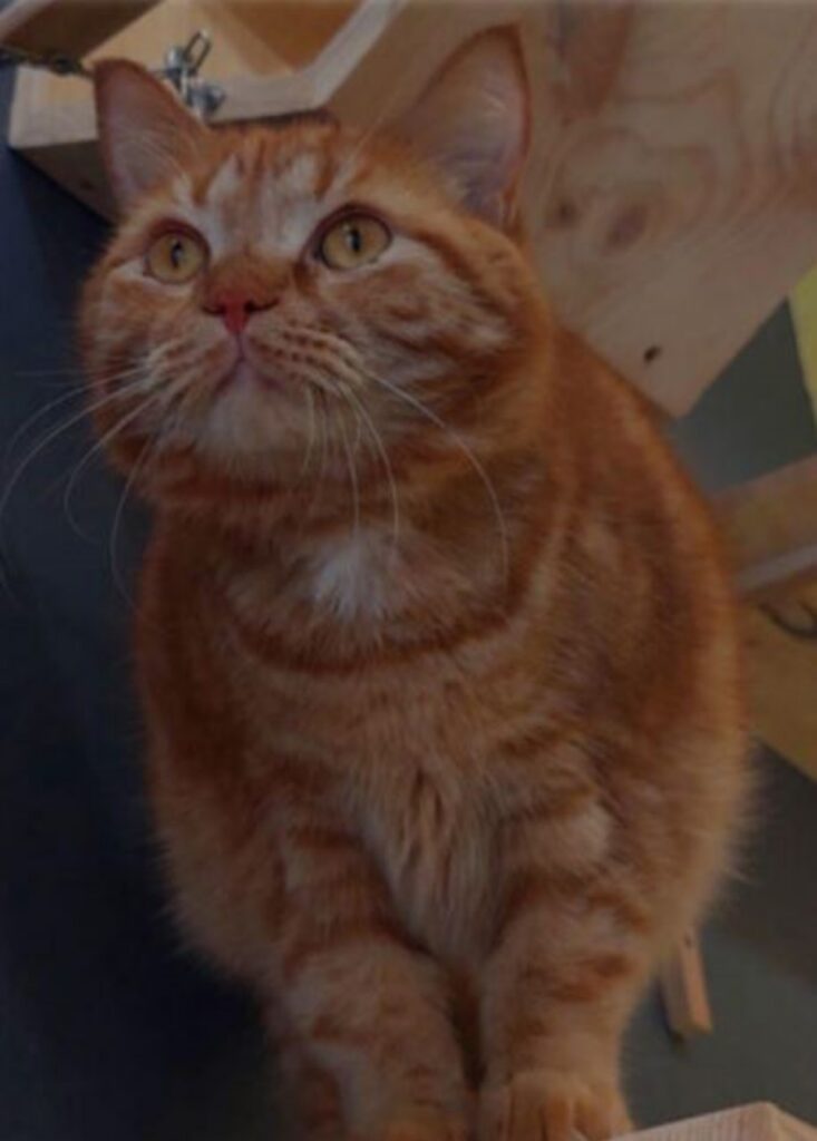un gatto arancione di nome Garfield
