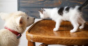 Gatta incontra i cani di famiglia per la prima volta e poi vola sul ponte dell’arcobaleno