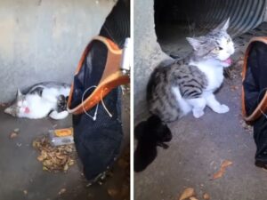 Prima di conquistare questa mamma gatta i soccorritori hanno dovuto fare di tutto, ma il lieto fine era dietro l’angolo