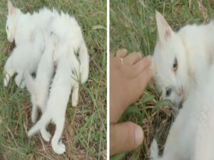 Hanno trovato mamma gatta ormai priva di forze insieme ai suoi gattini: hanno fatto di tutto per cercare di salvarla